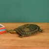 Turtle for Home Decor