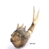 Small Fish For Décor