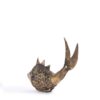 Small Fish For Décor